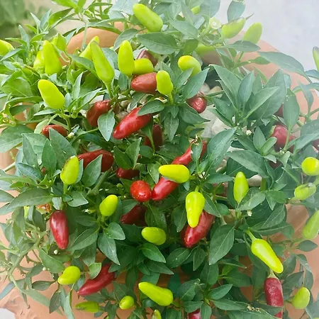 Il Profumo Del Mare וילה פראינו