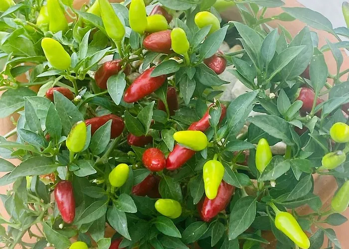 Il Profumo Del Mare וילה פראינו